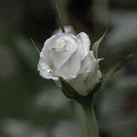 Margot Evavold Klaastad